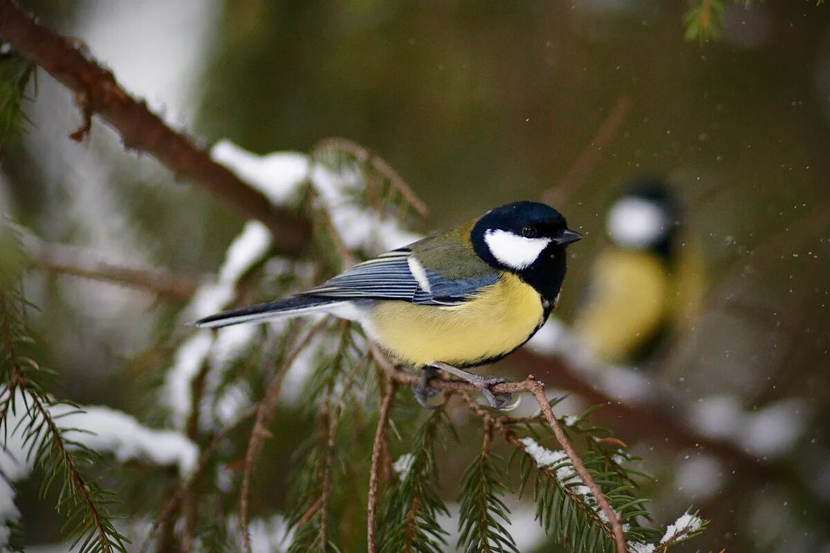пение синицы. синица тенькает. домовый синица. синица тенькает. ржавощекая синичка.