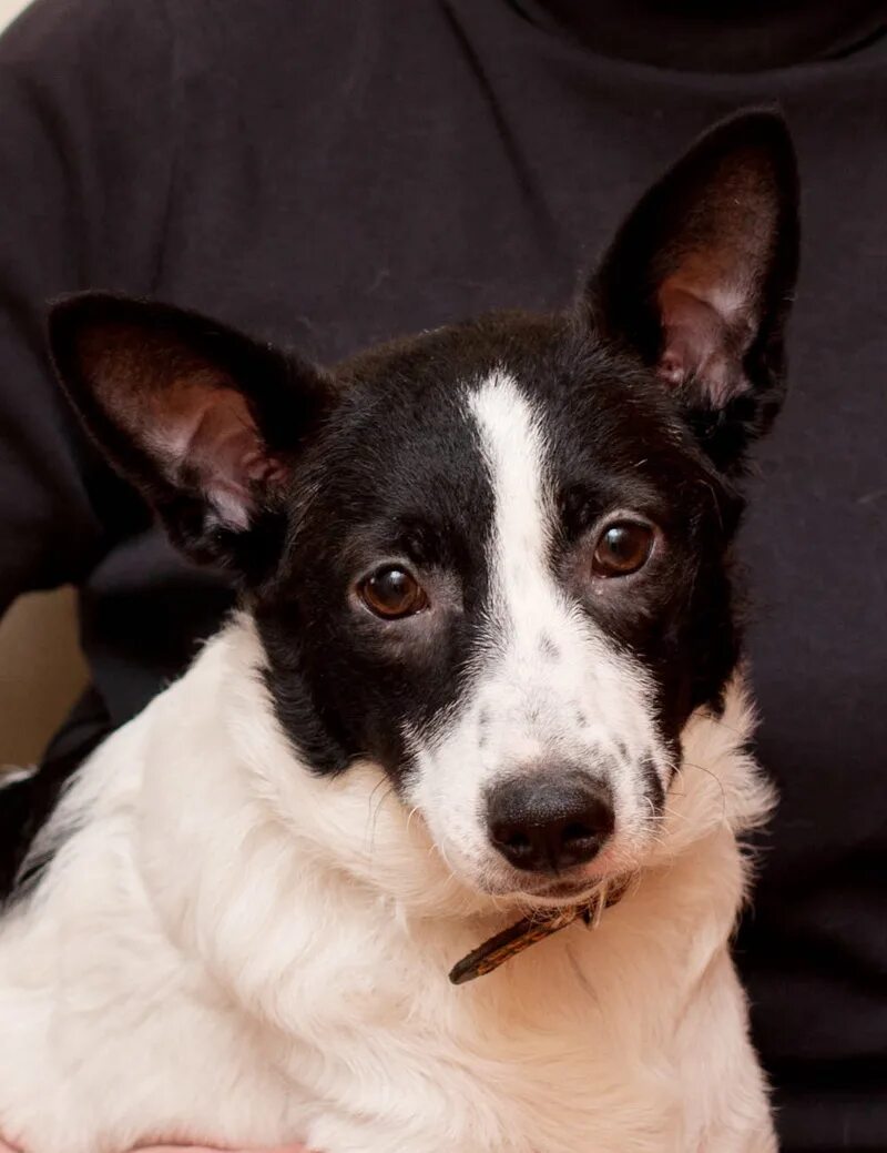 дворняга лохматая жулька. жулька и жемчужина полет в космос. куприн барбос и жулька. жулька фото. кто такая жулька из зайчика.