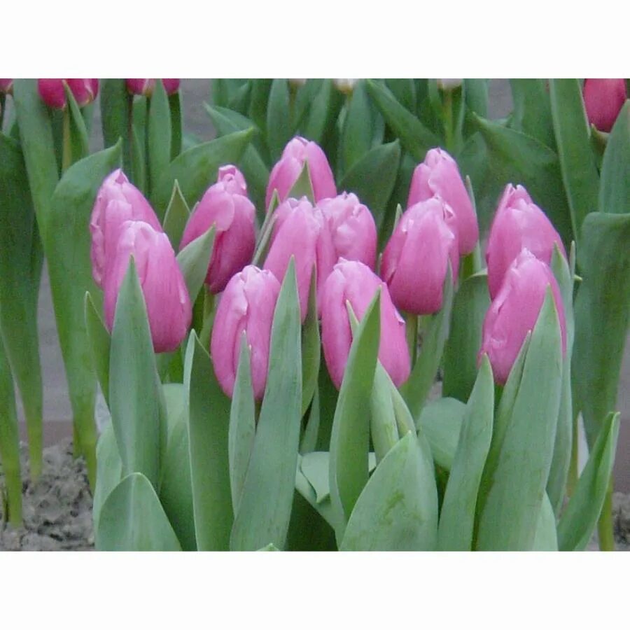 Тюльпан jumbo pink. Тюльпан джамбо пинк фото. Тюльпан джамбо пинк фото. Тюльпан джамбо пинк. Тюльпан пинк импрешн.