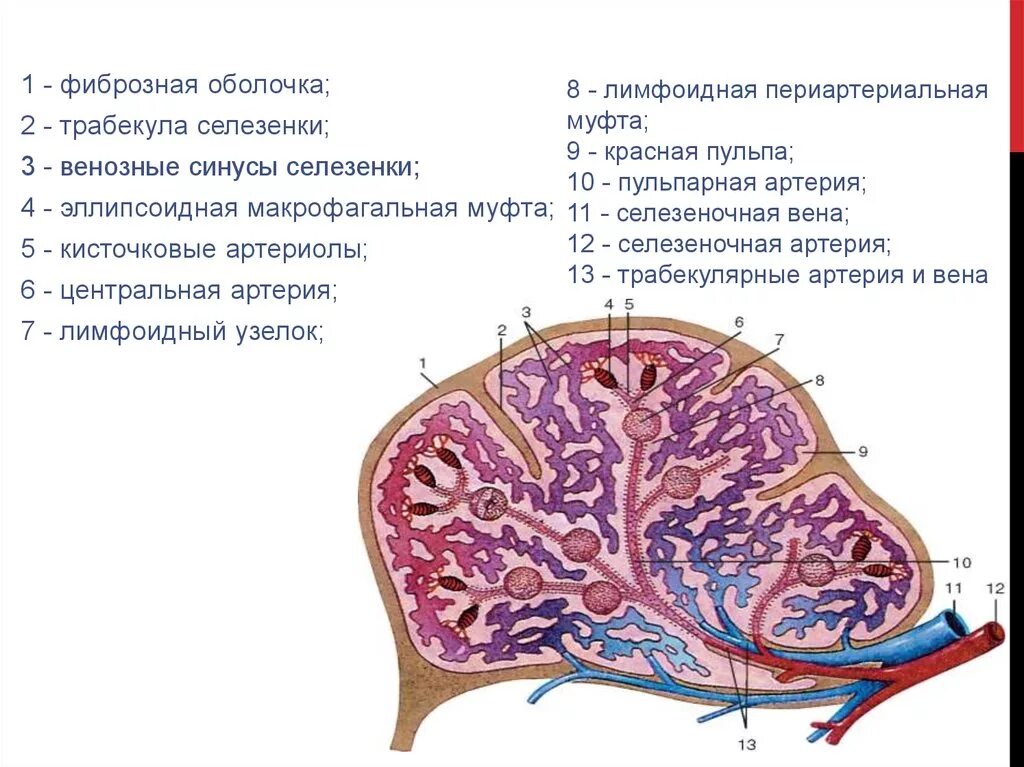 Строение селезенки гистология. Строение красной пульпы селезенки. Венозные синусы селезенки гистология. Строение белой пульпы селезенки. В селезенке образуются клетки