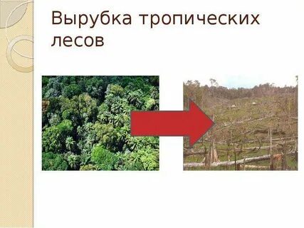 Окружающий мир проблема исчезновения тропических лесов