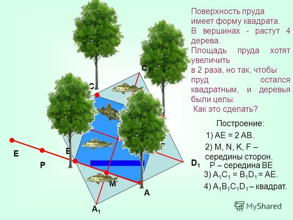 Площадь пруда в м2. По углам квадратного пруда растут. пруд имеет форму квадрата в его вершинах растут деревья. имеется квадратный пруд по углам которого растут четыре дерева. как найти площадь пруда.
