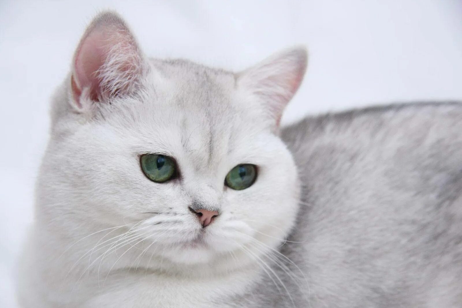 Серебристые породы кошек. Британская короткошёрстная кошка. Британская короткошёрстная шиншилла белая. Серебристая шиншилла британец. Шиншилла Британская голубая.