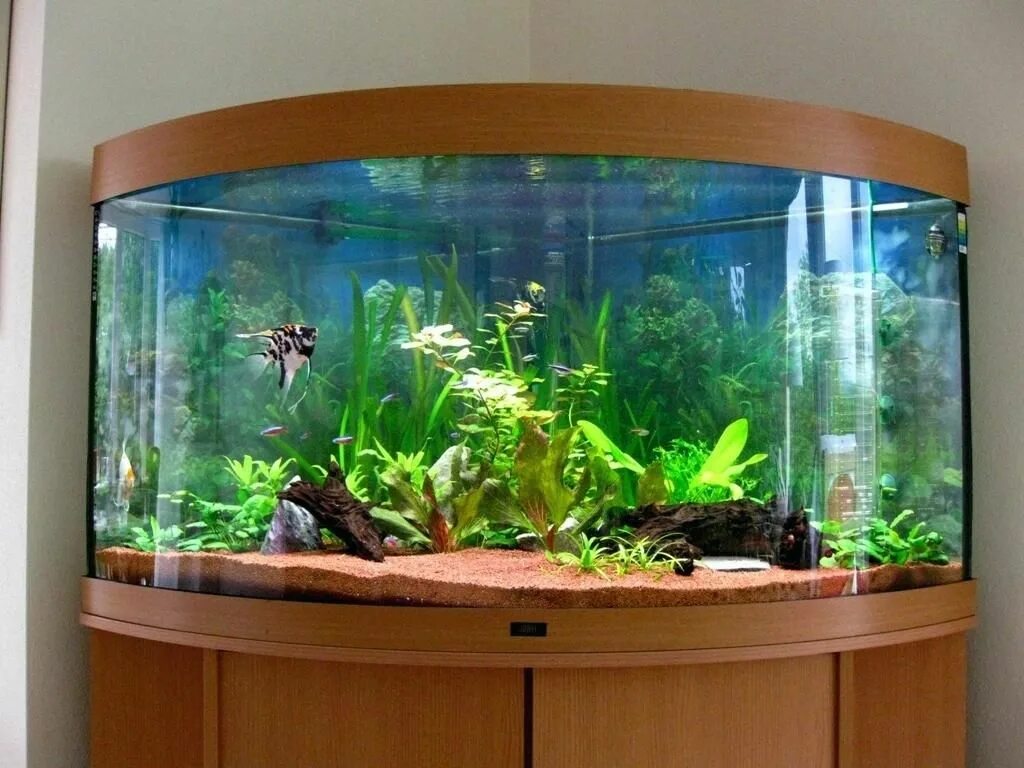 Аквариум aquarium. Аквариум полукруглый 60 литров. Рыбки для аквариума. Красивые аквариумы. Домашние аквариумы.