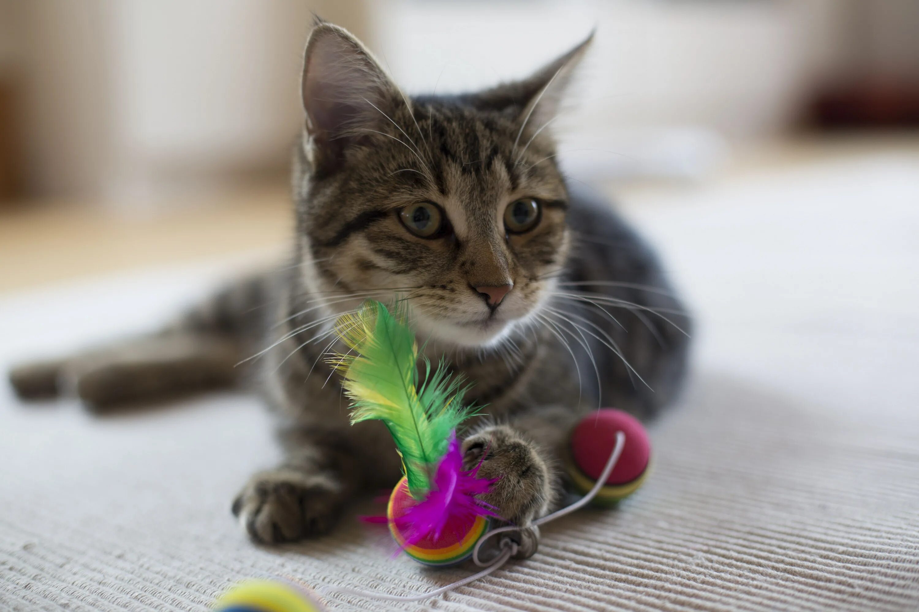 Кот играет с игрушкой. Кошка играет. кошка играет с игрушкой. котенок. котенок сидит.