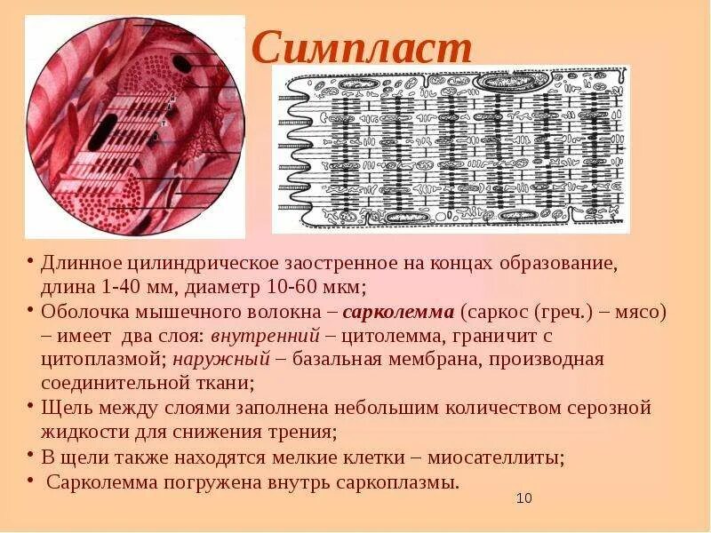 Каким уникальным свойством обладает мышечная ткань поясните