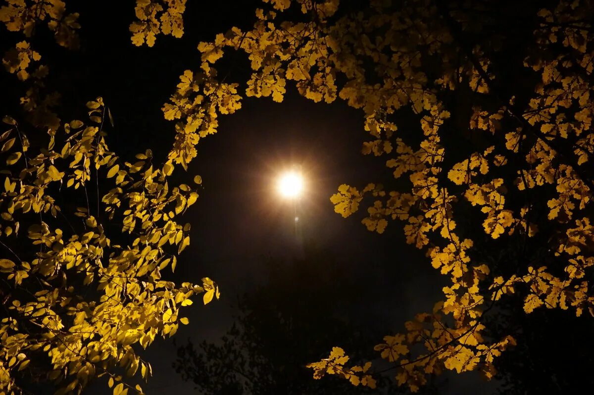 Темным осенним вечером. Осенняя ночь. Осень ночь. Золотая осень ночью. Осенний вечер Луна.