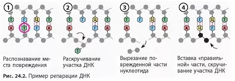 Репарация ДНК " mozok.click
