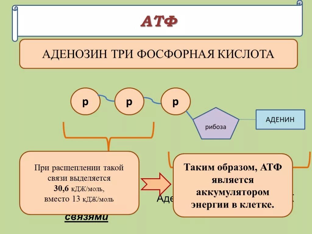 АТФ. Строение АТФ. АТФ аденозин. Строение РНК И АТФ. Последовательность этапов атф