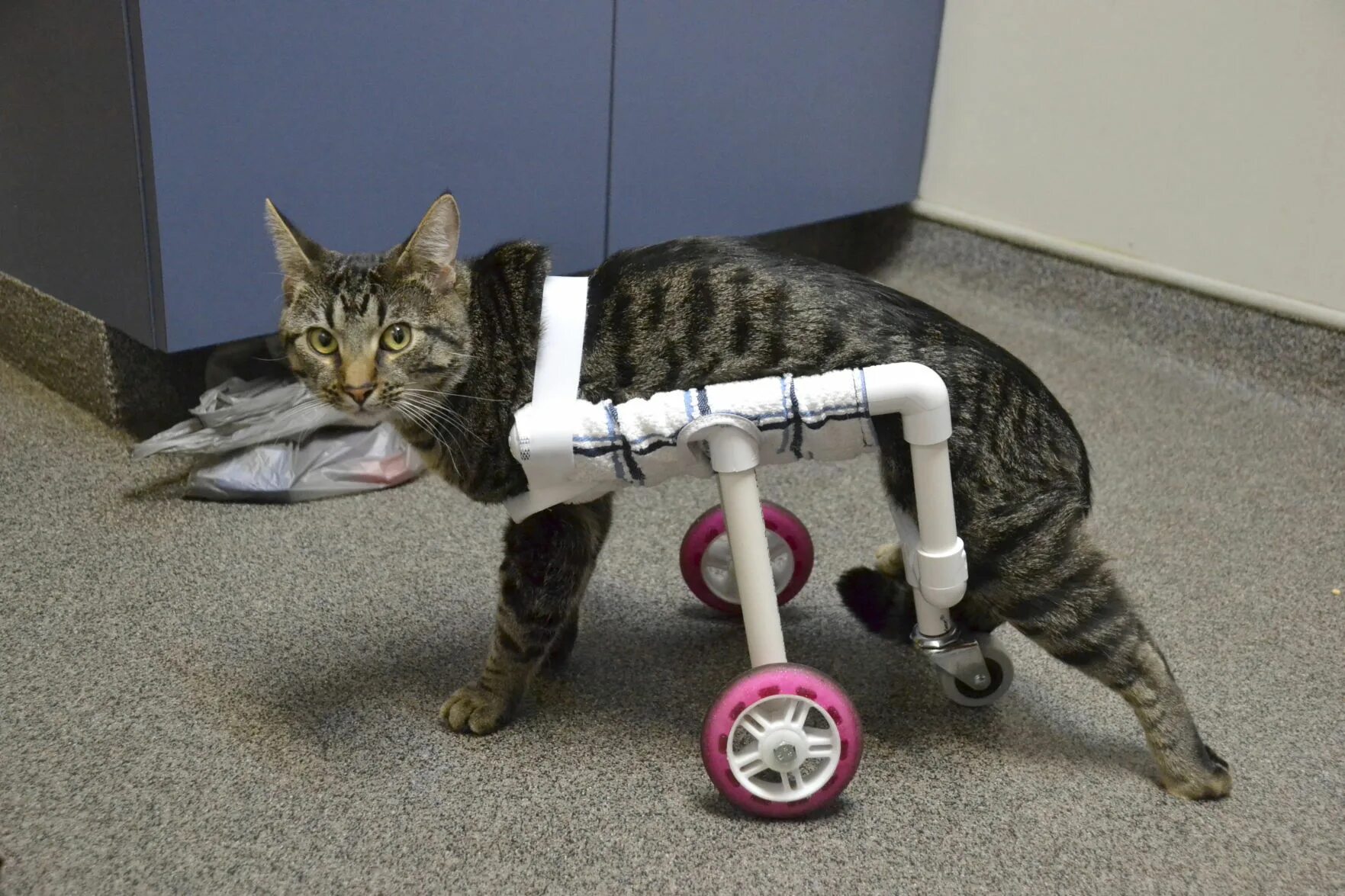 Инвалидная коляска для котов. Инвалидная коляска для кошек на задние лапы. Кот с тележкой. Тележка для кота инвалида.