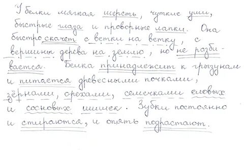 У белки мягкая шерсть