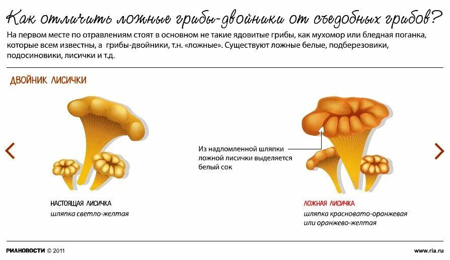 Как отличить ложные. Лисички грибы ложные разница. Грибы двойники лисички и ложные лисички. Ложная Лисичка гриб. Отличие грибов лисичек от ложных.