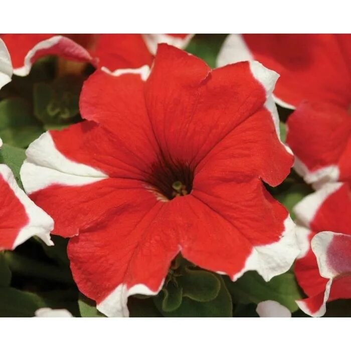 Петуния рэд. Петуния мультифлора май лав оранж ред. Петуния грандифлора. Петуния малиновый каприз f1. Петуния рэд.