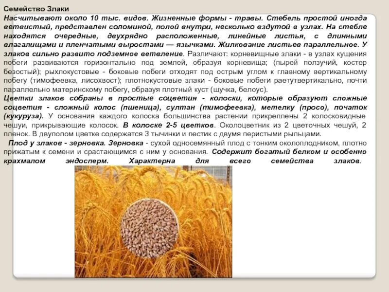 Семейство злаковые какой плод. Жизненная форма пшеницы. Соцветие колос злаки. Однодольные растения семейство злаки. Семейство злаковые жилкование листьев.
