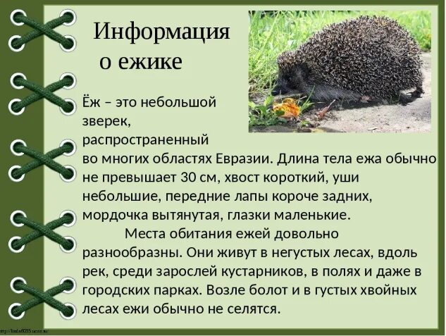 Описание ежа 2 класс. Доклад про ежика 3 класс окружающий мир. рассказ про ёжика 1 класс окружающий мир. доклад по окружающему миру 2 класс про ежика. сообщение о ежах.