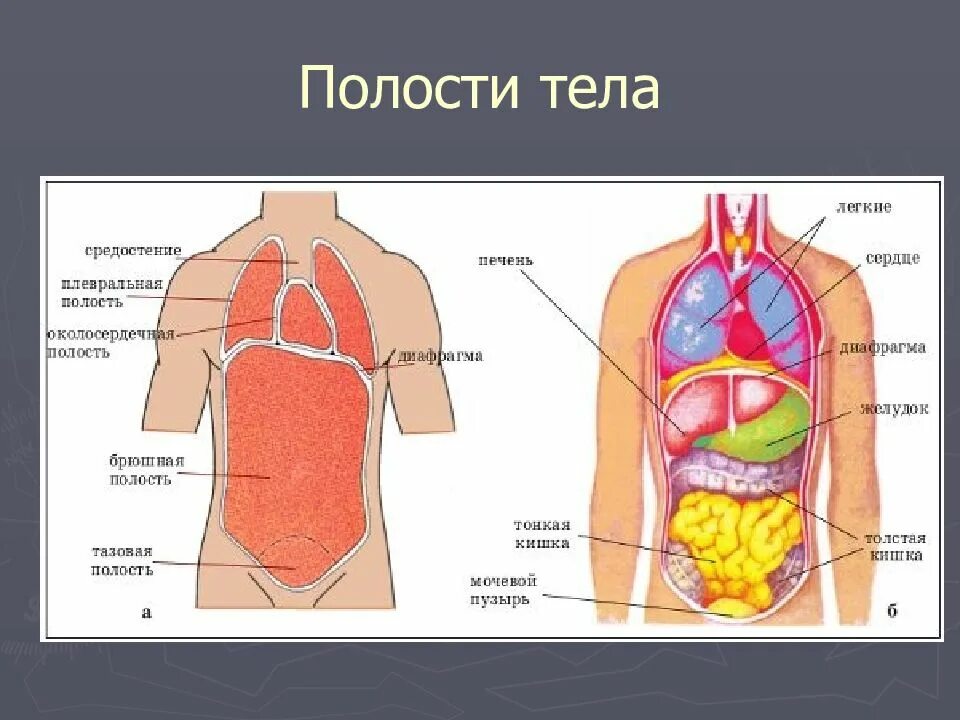 Органы полости тела человека. Внутренние органы человека спереди. Схема тела человека с органами. В какой полости тела они расположены