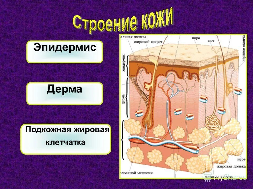 Биология покровы тела строение и функции кожи