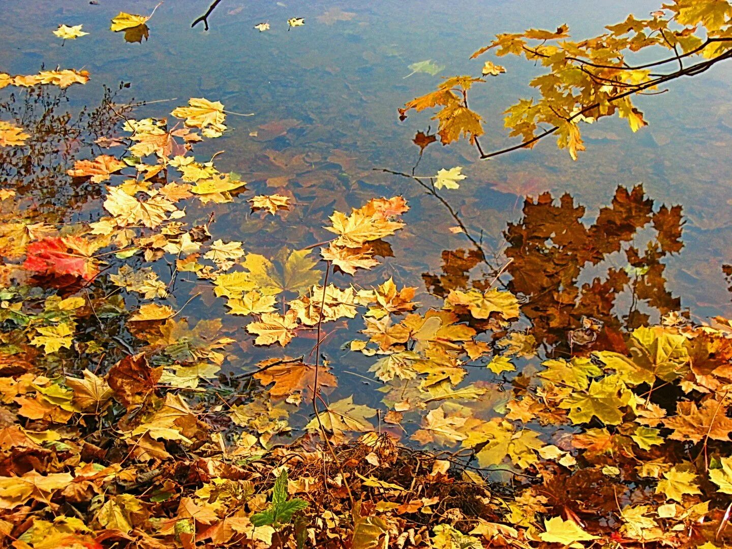 Падающие листья в воду. Осень листопад. Падающие листья. Осень падают листья. Падающие осенние листья.