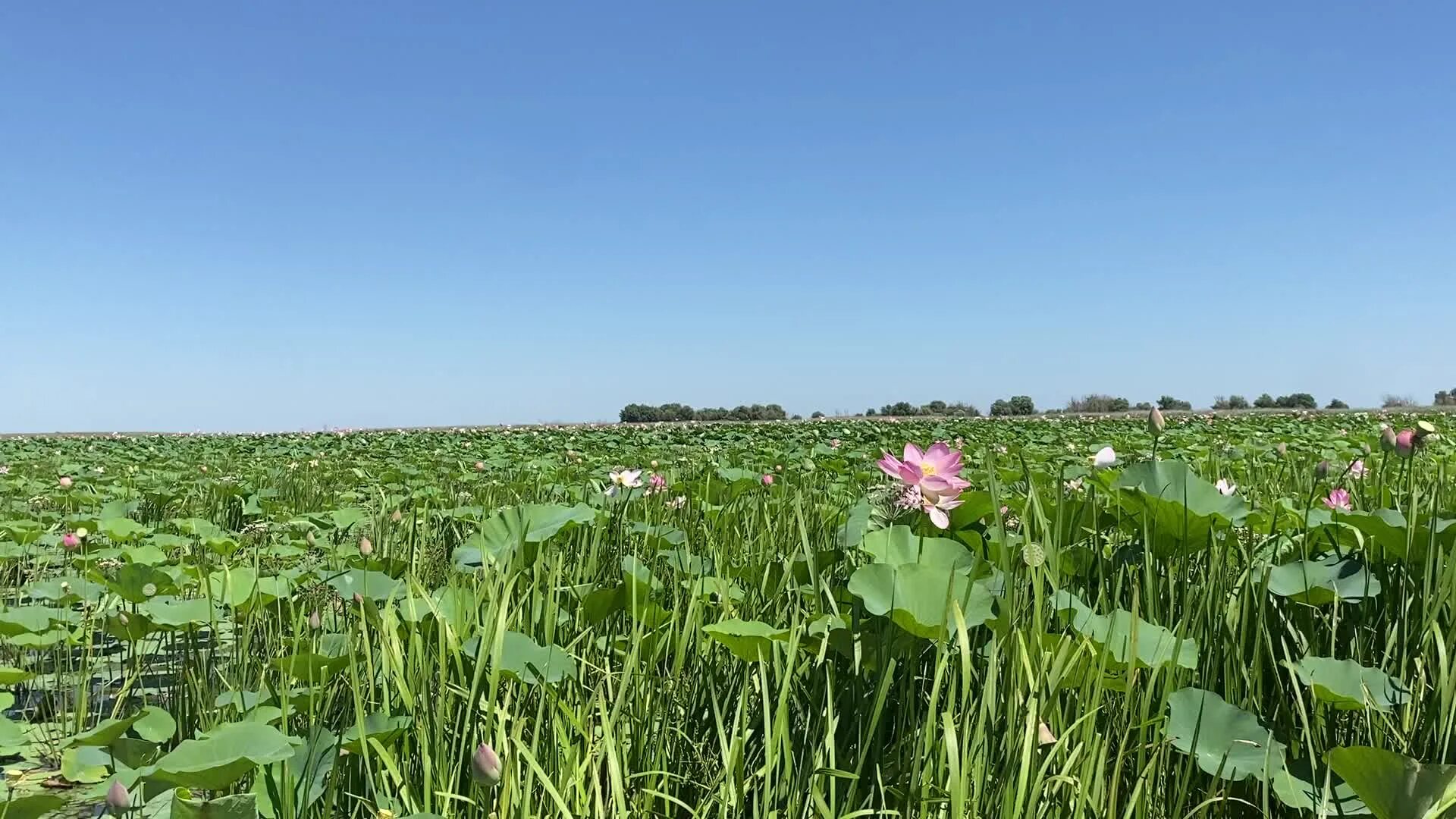 Лотосовые поля астрахань. Дельта волги летом. Цветение лотосов в астрахани. Дельта волги уникальная экосистема. Долина лотосов астрахань.