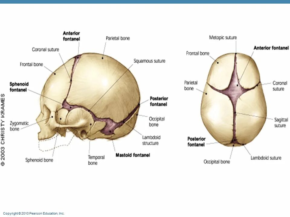 Роднички новорожденного анатомия черепа. Кости черепа роднички. Кости черепа швы и роднички. Швы и роднички черепа анатомия.