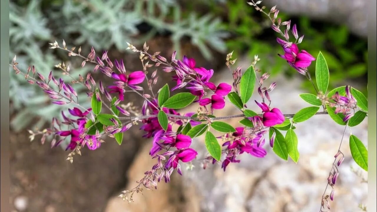 Леспедеца копеечниковая растение. Леспедеза. Леспедеца тунберга. Леспеднца копеечнтковпч. Леспедеза.