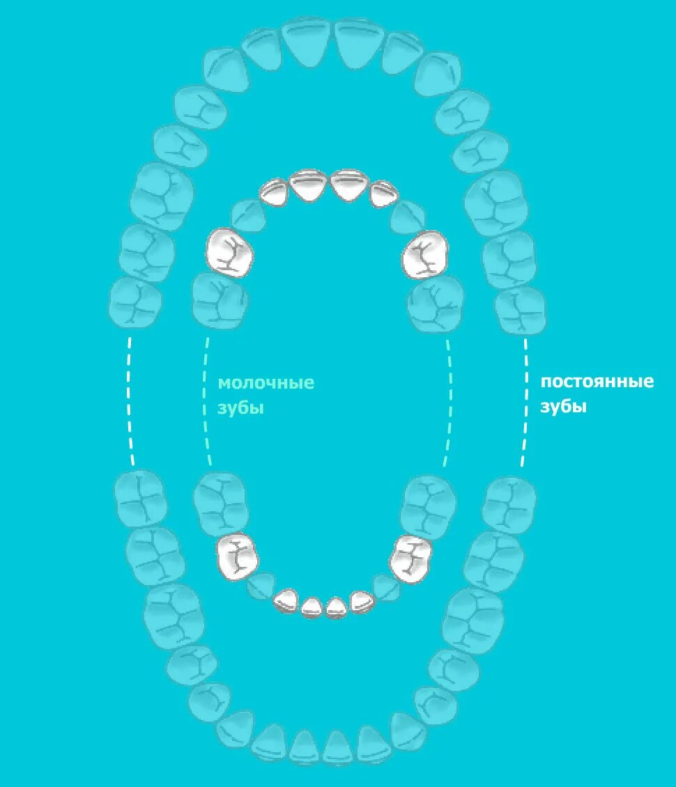 Схема прорезывания зубов. Зубы какие. Какие зубы молочные.