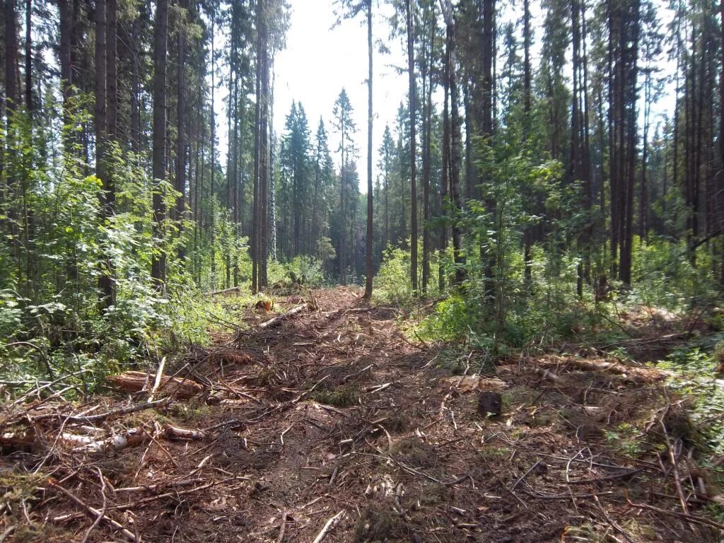 Спелые перестойные лесные насаждения