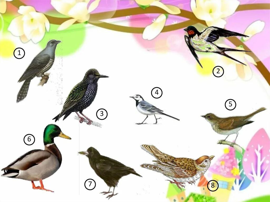 Прилетают перелетные птицы. Первые весенние птицы названия. Птицы прилетают весной для детей. Весенние перелетные птицы для детей.