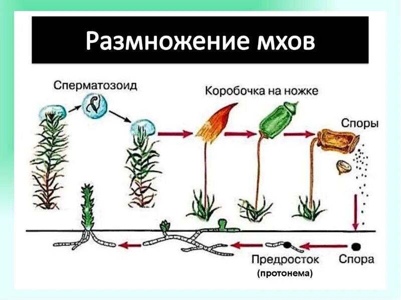 Нить развивающаяся из споры. Размножение моховидных схема. Кукушкин лен жизненный цикл предросток. Цикл развития мха Кукушкин лен 6 класс. Жизненный цикл мха Кукушкин лен простая схема.