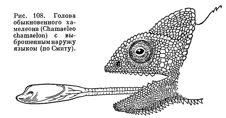 Строение хамелеона. Внешнее строение хамелеона. Язык хамелеона анатомия. Внутреннее строение хамелеона.
