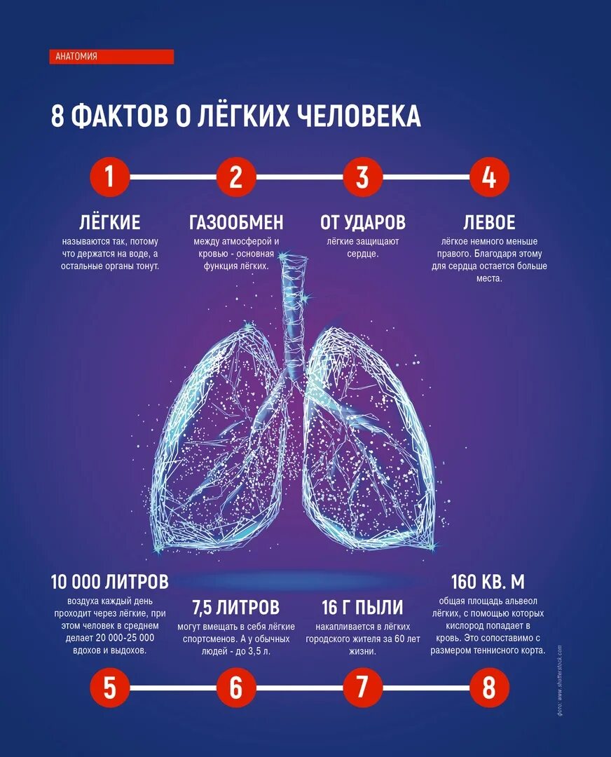 Много информации о легких. Факты о лёгких. Интересные факты о легких. Интересные факты про легкие.