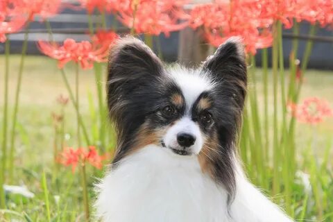De papillon