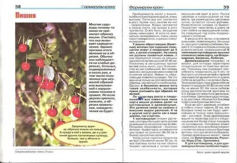 Вишня не плодоносит
