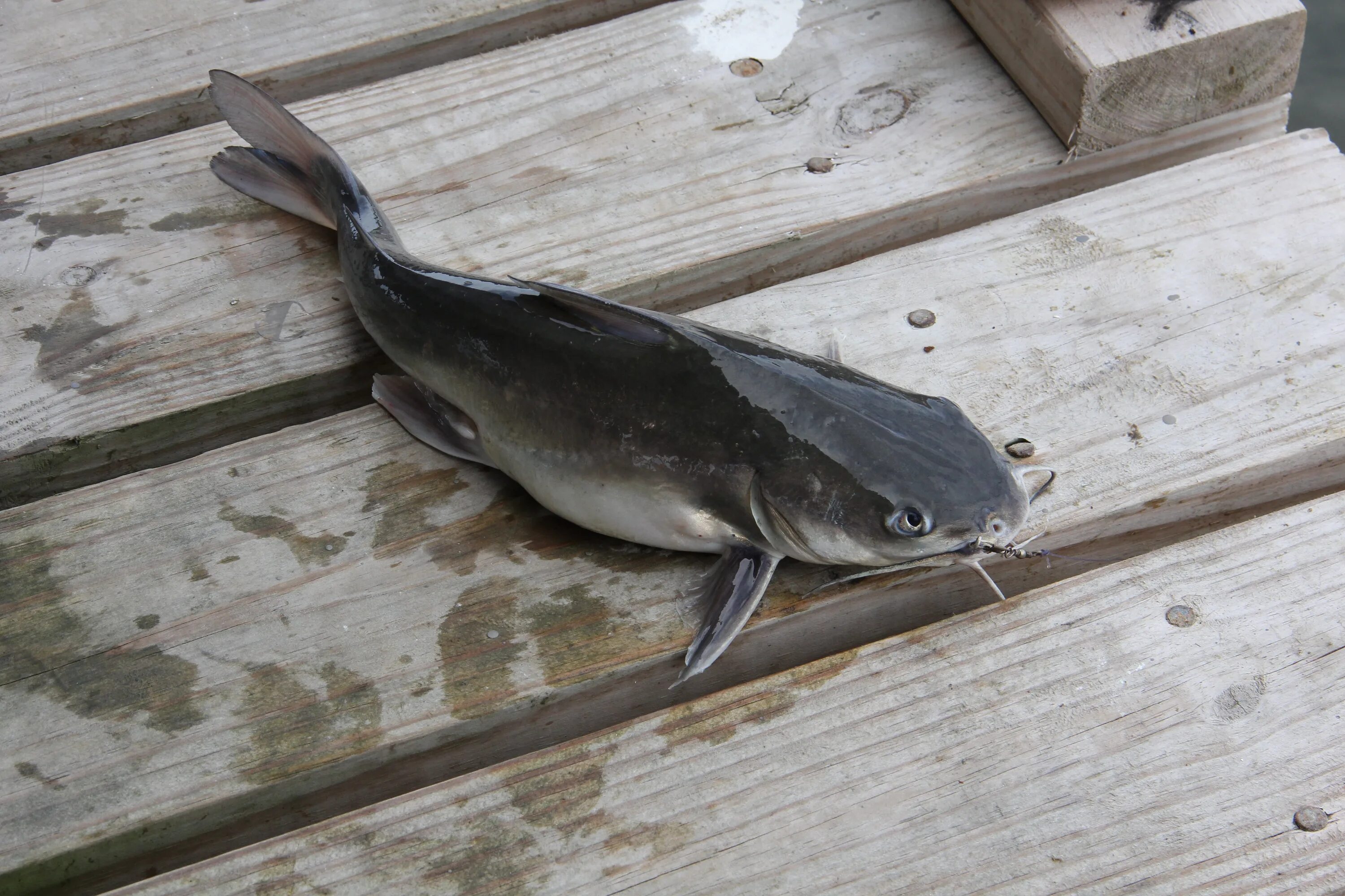 Луховицкий кларий. Угревидный сом. Catfish сом. Серая рыба.