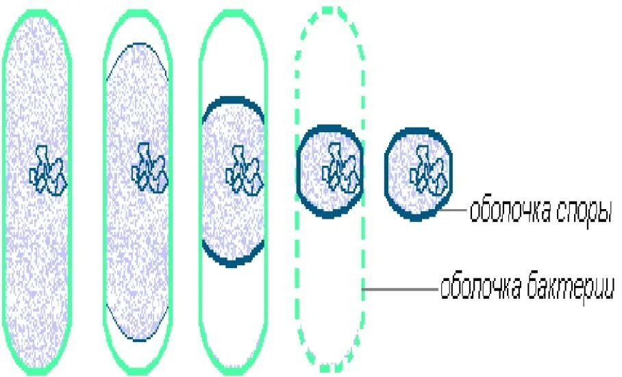 Схема образования спор у бактерий. Спорообразование бактериальной клетки. Схема спорообразования у бактерий. Споры и спорообразование у бактерий. Что значит обнаружены споры