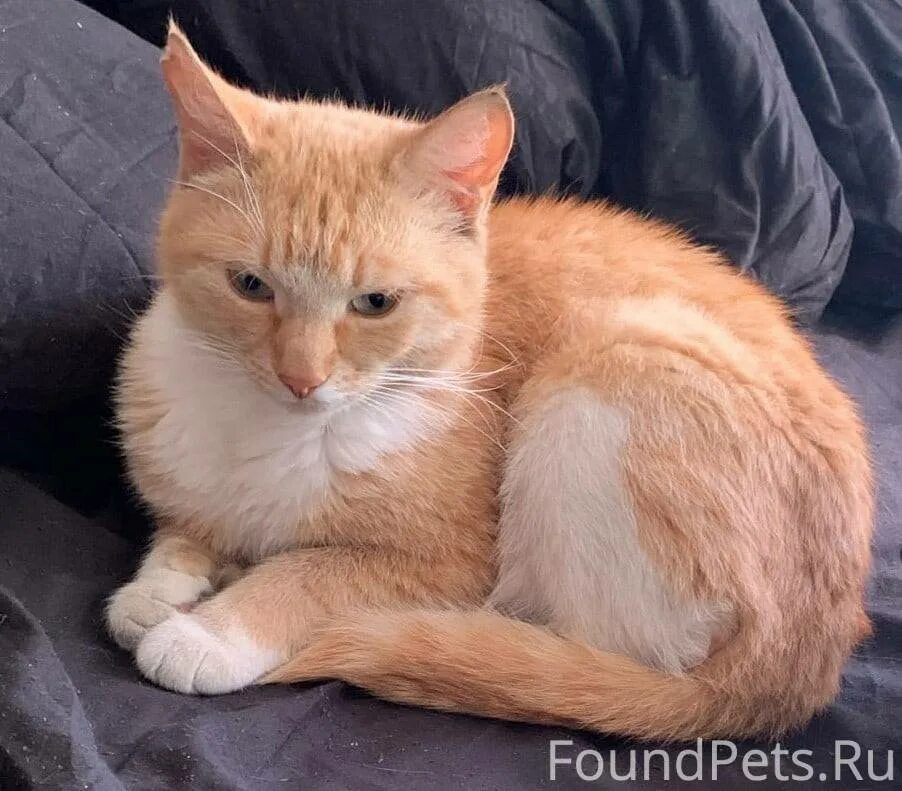 Julia cat