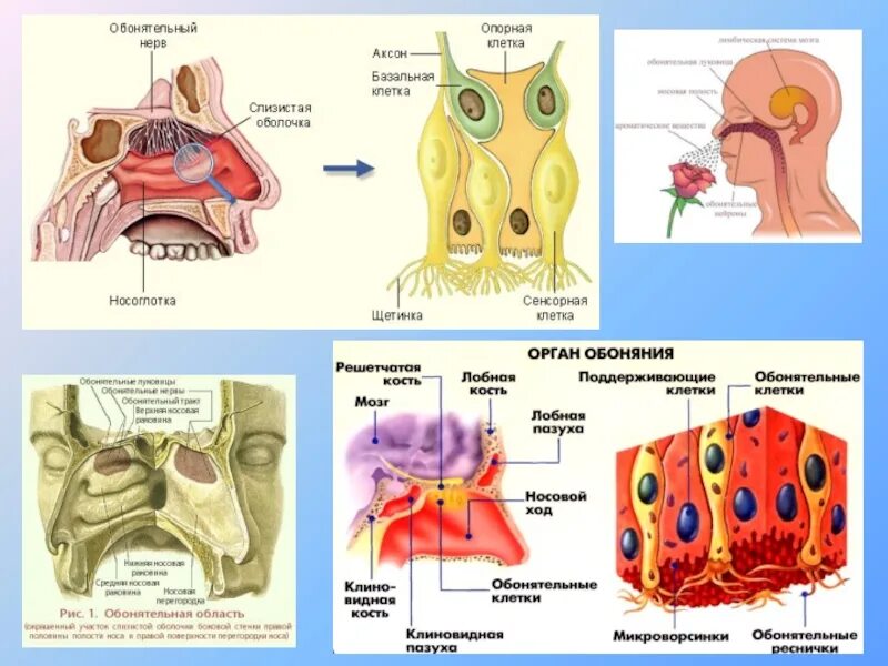 Обонятельная. Обонятельный нерв решетчатая кость. Решетчатая кость обонятельные нервы. Опорные клетки. Функции опорных клеток обонятельных.