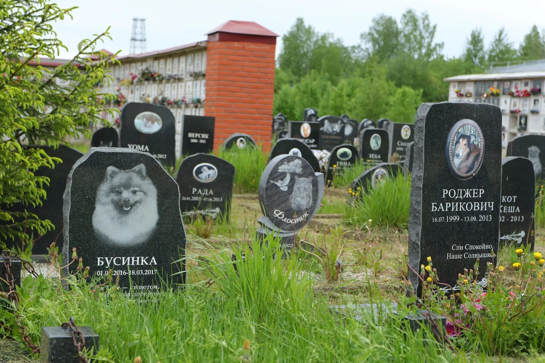 кладбище домашних животных в алтуфьево. питер крематорий- колумбарий. кладбище домашних животных спб. городское кладбище животных отзывы. кладбище домашних животных могилы.