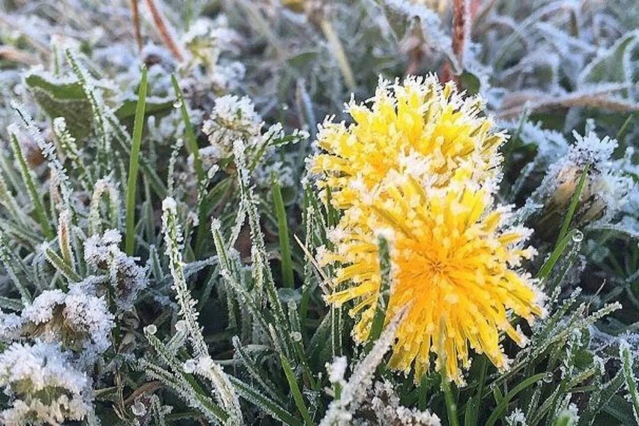 Заморозки в мае. Заморозки. Весенние заморозки. Летние заморозки.