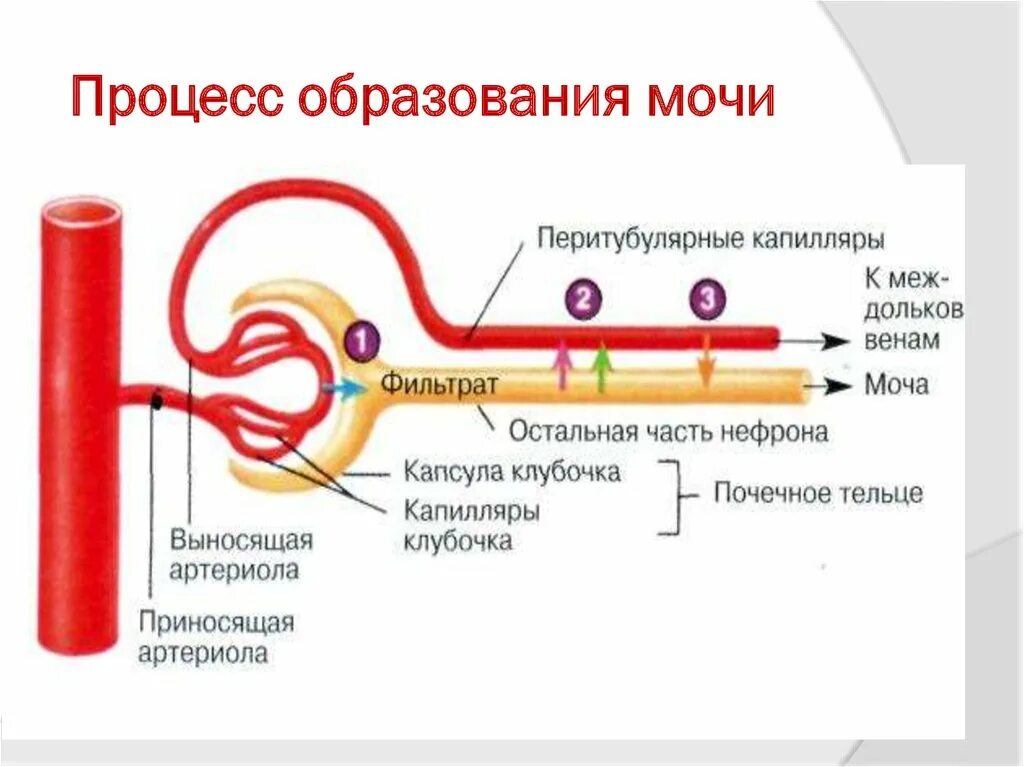 Изобразите схематично этапы образования мочи. Этапы образования мочи схема. Процесс образования мочи схема. Механизм образования первичной мочи схема. Процесс выделения мочи схема.