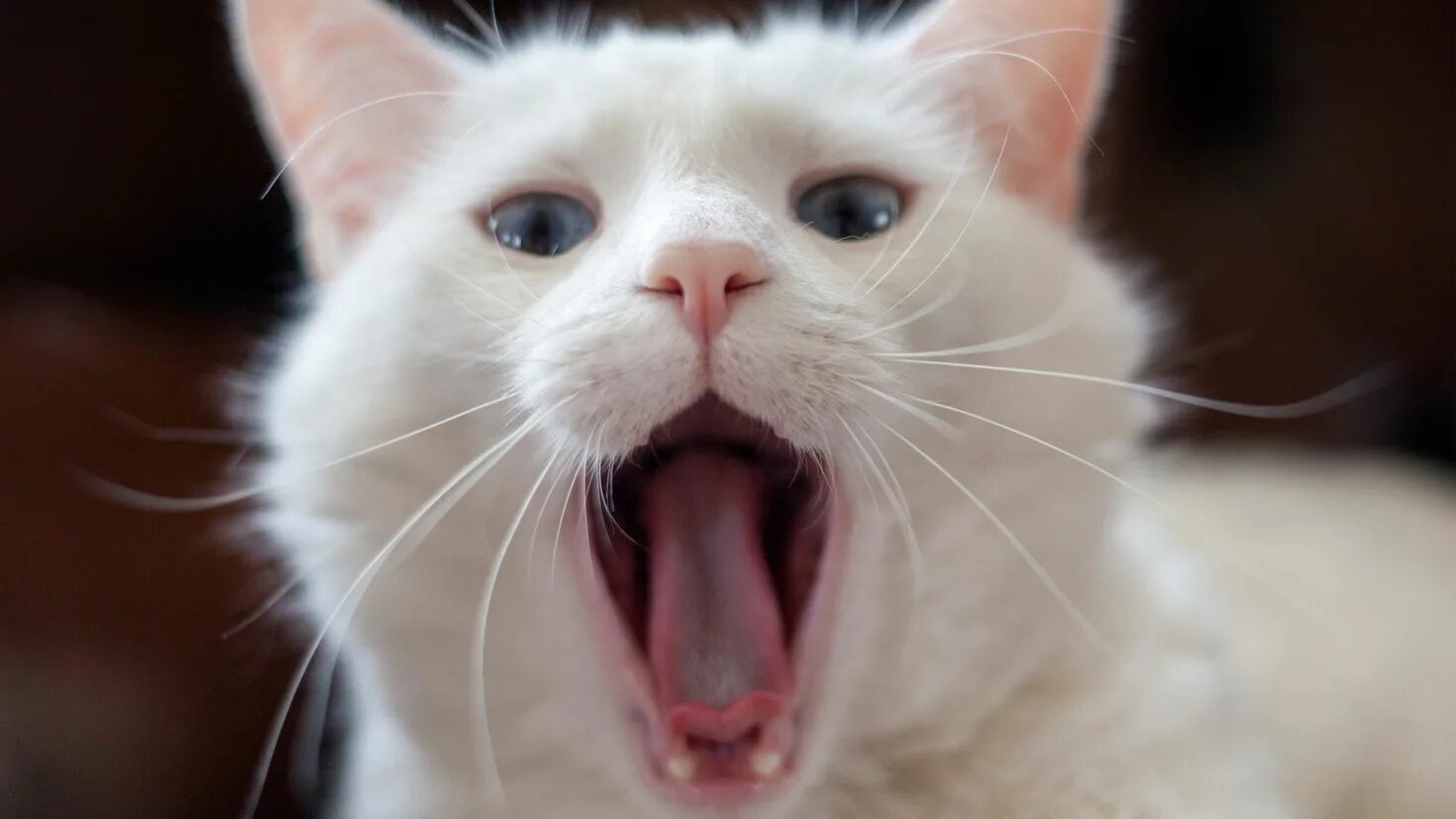 Кошка делает мяу. Кошка делает мяу