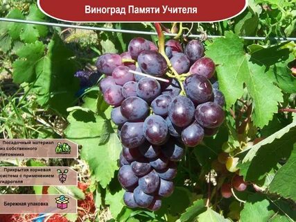 Видео винограда памяти учителя