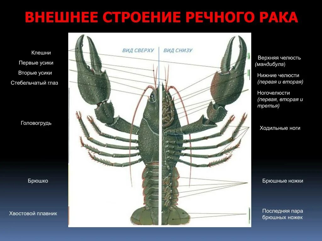 Тело рака разделено. Строение мандибулы ракообразных. Ходильные конечности ракообразных. Внешнее строение ракообразных. Конечности членистоногих ракообразных.