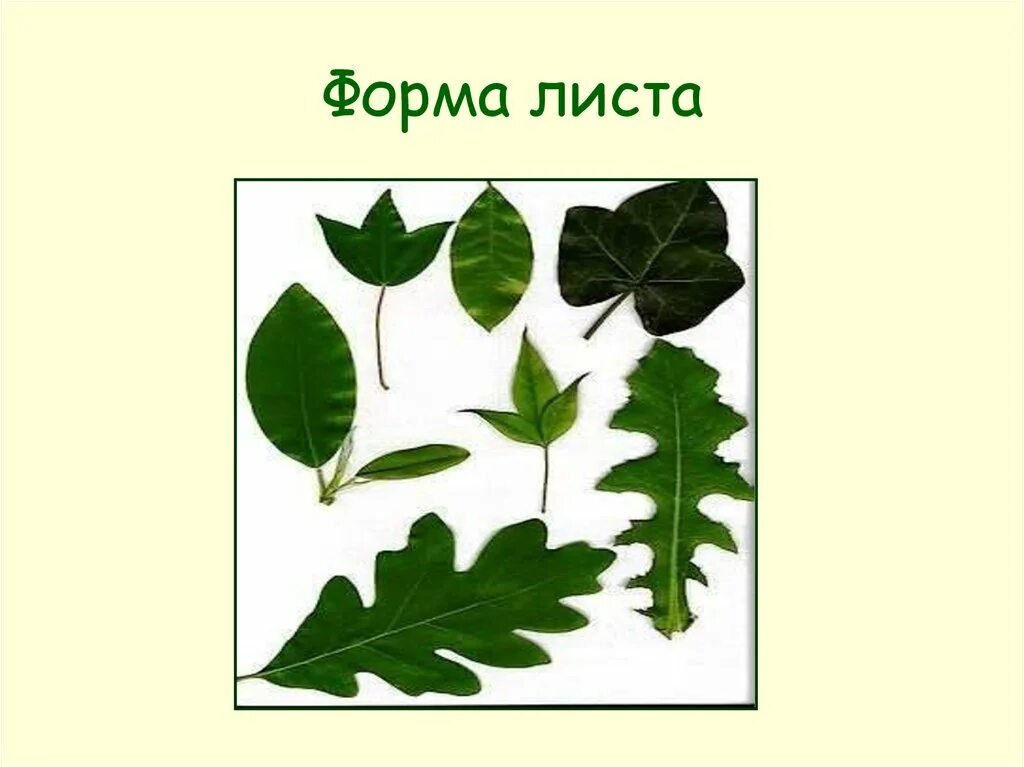 Линейная форма листа. Форма листа. Форма черешка листа. Форма листа древесного растения. Презентация форма листьев.