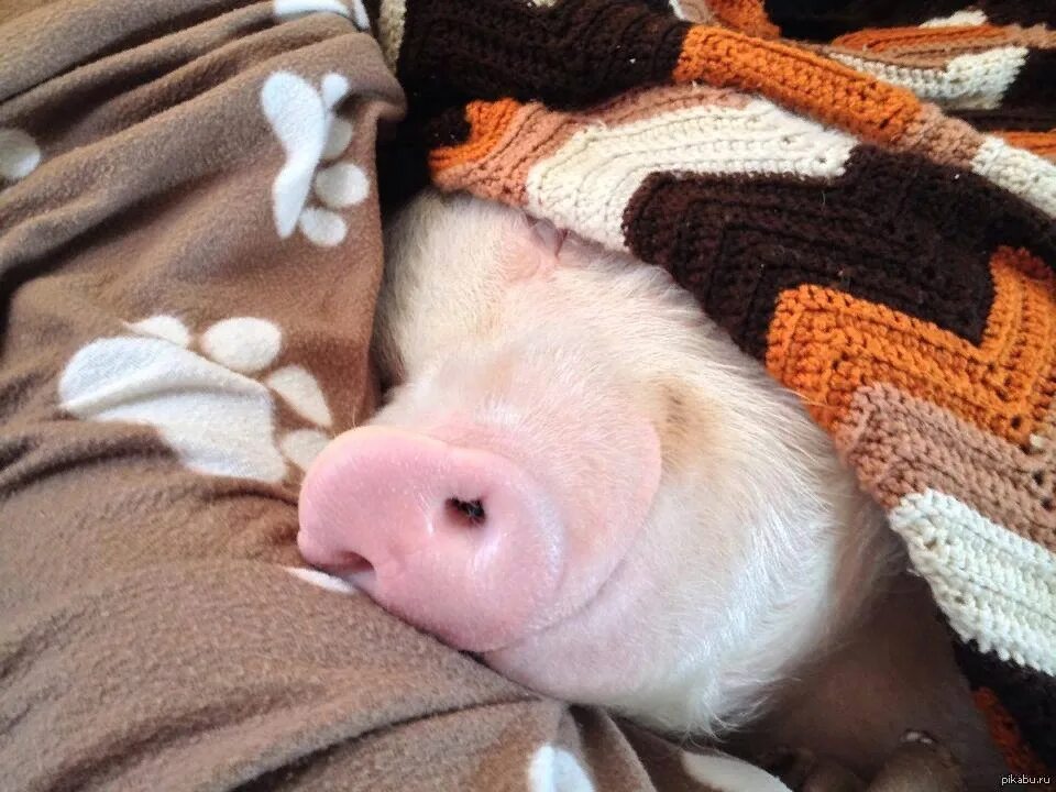 Свинья утро. Спящий поросенок. Спящие свинки.
