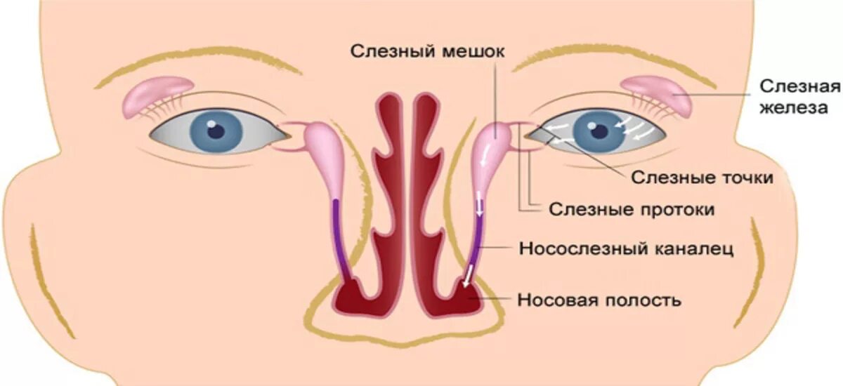 Запах железа носу железы. Слезный канал дакриоцистит. Массаж при непроходимости слезного канала схема. Носослезный мешок анатомия. Воспаление слезного канала дакриоцистит.