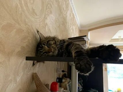 Кот филя дзен