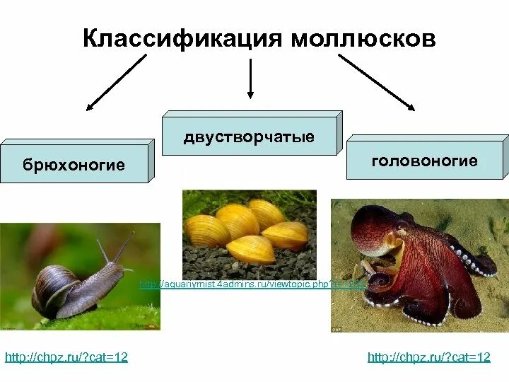 Тип моллюски брюхоногие двустворчатые головоногие. Брюхоногие моллюски систематика. двустворчатые моллюски классификация. классификация брюхоногих моллюсков. систематика двустворчатых моллюсков.