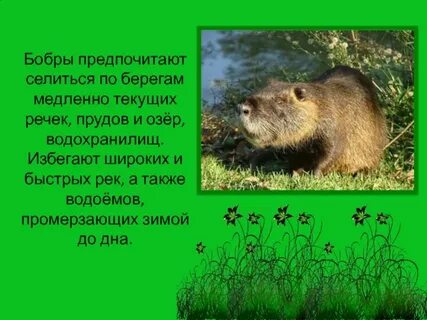 Бобры зеленые страницы окружающий мир 4 класс