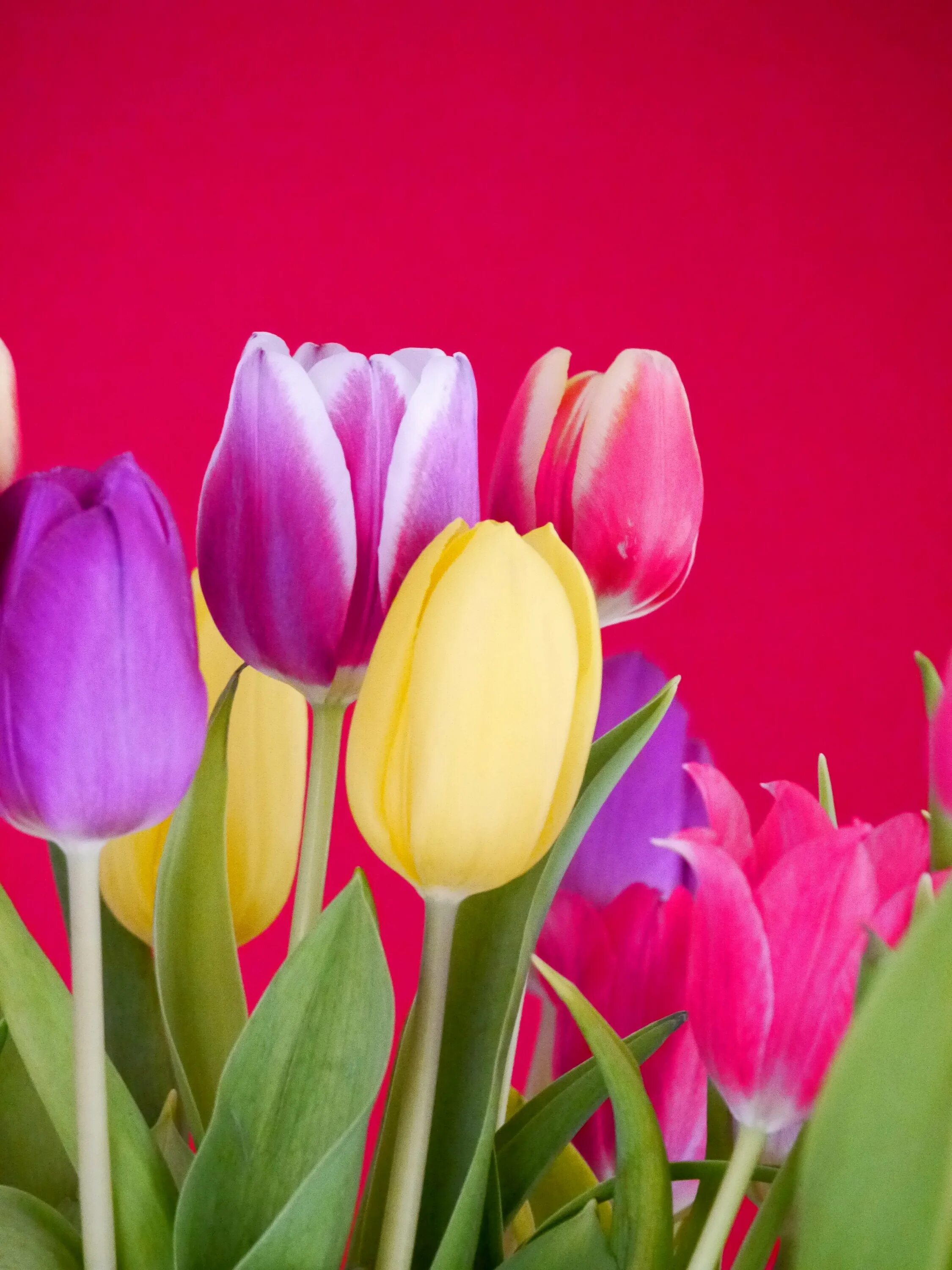 Цветы тюльпаны. Красивые тюльпаны. Яркие тюльпаны. Красивые разноцветные тюльпаны.